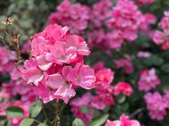 -花溪公园