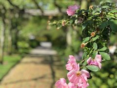 -老韦斯特伯里花园