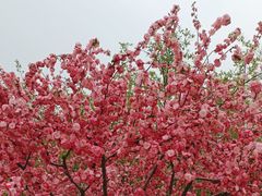 -香山公园