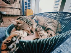 -Cappucimeow猫咪咖啡馆(韦伯时代店)