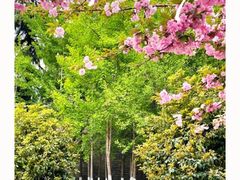 -西安青龙寺遗址景区