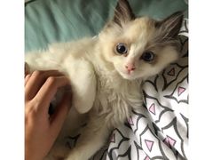 -猫十亿·布偶金渐层·曼基康矮脚猫舍(青年路店)