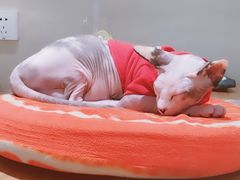 -藏猫猫咖啡主题馆(中央大道店)