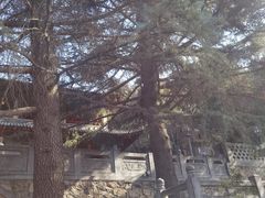 -香山寺