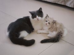 -东方名猫馆·英短金渐层布偶猫舍(环线广场1号楼店)