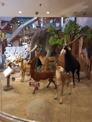 -卡通尼·Safari非洲探索乐园·生日会(金桥国际商业广场店)