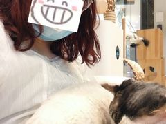 -momokira米努特·德文卷毛猫·棉花面纱犬