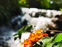 -东莞植物园