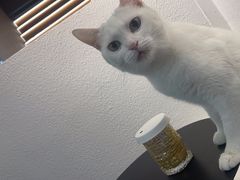 -琪喵猫屋·撸猫猫咖·猫舍