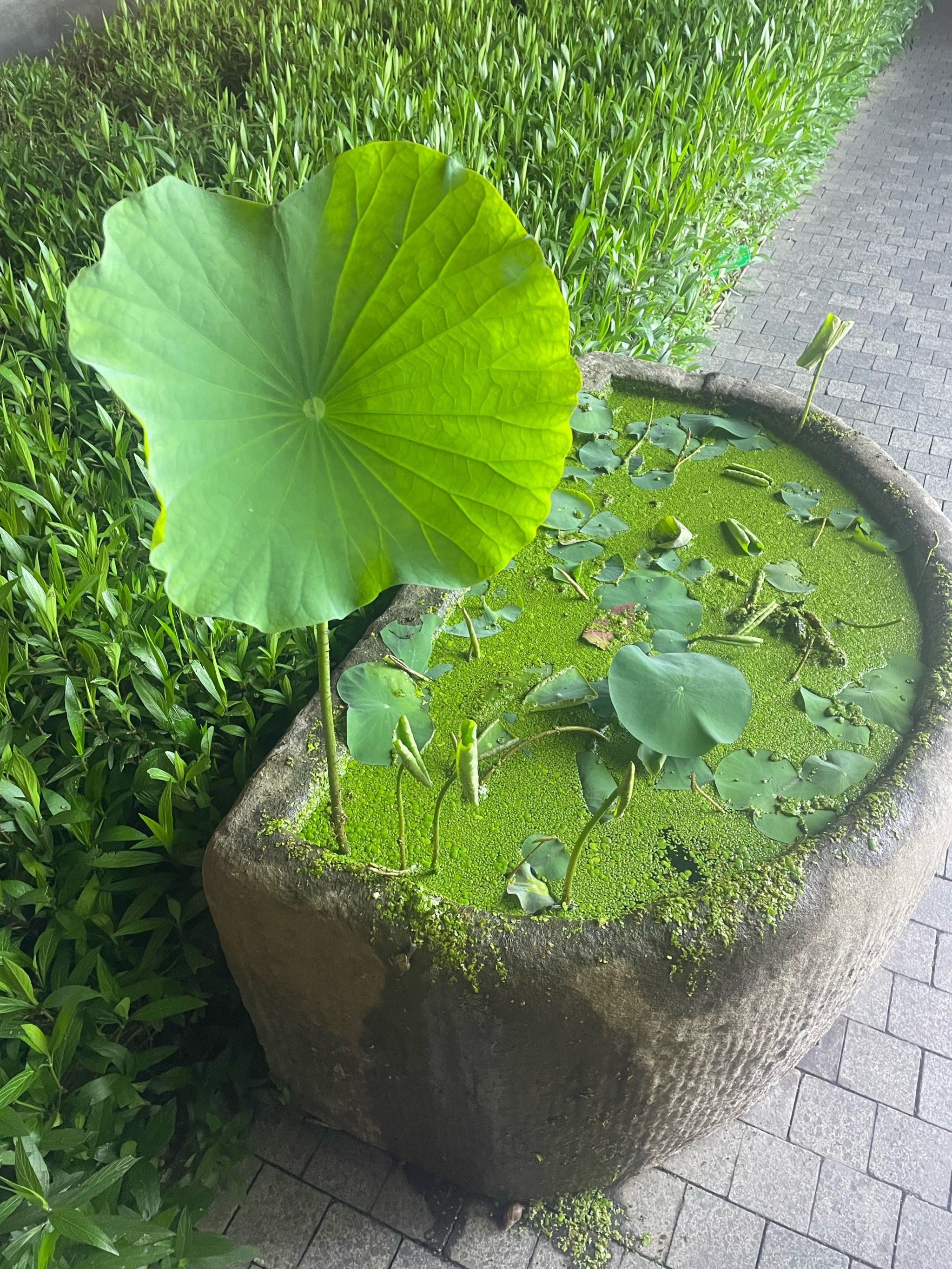 城市角落|一缸荷景浮萍正盛