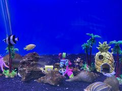 -芜湖新华联大白鲸海洋公园