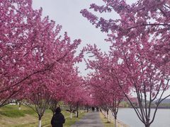-羊山湖公园