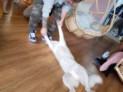 -Husky Go! 哈士奇体验馆·宠物咖啡厅狗咖