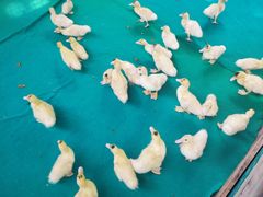 -广州长隆飞鸟乐园