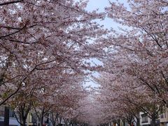 -鹤冈八幡宫