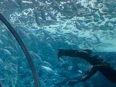 -上海海洋水族馆