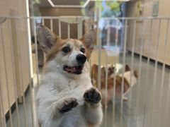 -奶牛家宠物酒店(嘉宏云顶店)