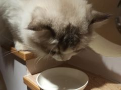 -猫域·湾主题猫咖·宠物吧(南坪城市广场店)