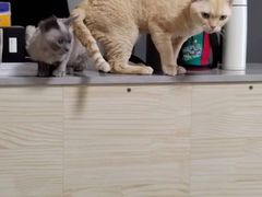 -PETKIT 小佩宠物·德文赛凯猫舍