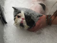 -PETKIT小佩宠物(古北店)