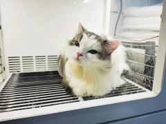 -汪小喵宠物·戴维斯乐芳希施宠馨宝皮毛调理洗护店
