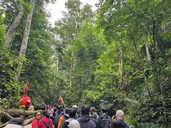 -西双版纳原始森林公园