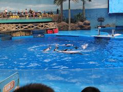 -海合安成都极地海洋公园
