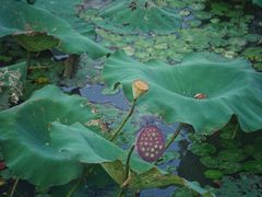 -八大山人梅湖景区