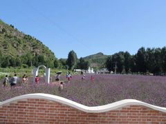 -紫海香堤香草艺术庄园