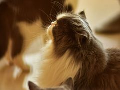 -Catmate·猫肥家润(金润铂宫店)