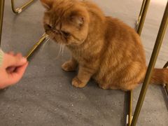 -飞行喵MR PILOT|猫舍·猫咖(静安大融城店)