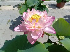 -莲花池公园