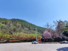 -雁南飞茶田景区