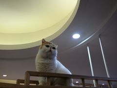 -滚猫咖啡·猫咖·猫友好撸猫(未来城店)