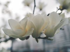 -上海电影博物馆