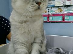 -喵的天空名猫咖啡馆·撸猫·猫舍·用品