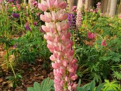 -深圳国际园林花卉博览园