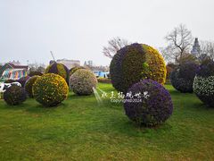 -荷兰花海