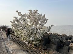 -上海滨江森林公园