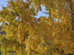 -千年银杏谷文化旅游区