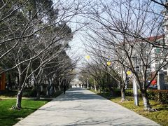 -高东镇樱花园