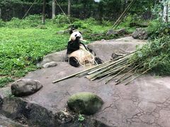 -都江堰中华大熊猫苑