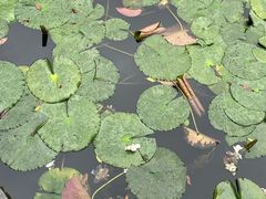 -杭州植物园
