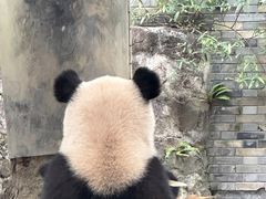 -都江堰中华大熊猫苑