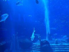 -亚特兰蒂斯•OSSIANO奥西亚诺海底餐厅