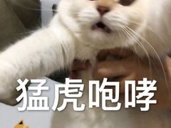 -猫街饭团(顶澳仔猫街店)