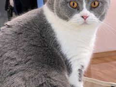 -瑞鹏宠物医院·夜间急症·心超·猫科(祖庙分店)