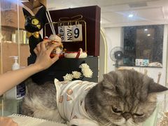 -楼上猫咖(罗湖店)