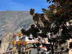 -金鼎雪山牦牛杂火锅(理县总店)