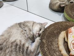 -COLOR PETS 撸猫馆·购猫·猫咖(长风大悦城店)